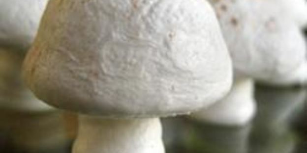 грибочки из безе