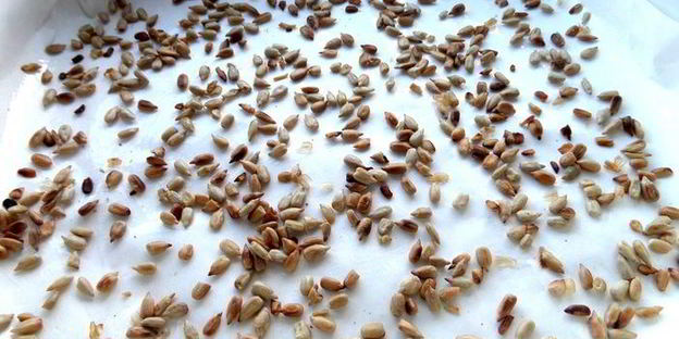 домашняя армянская халва