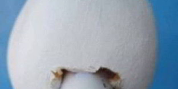 лебеди из конфет