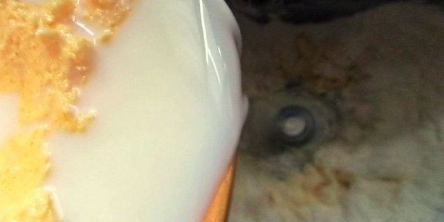 пасхальная коса с цукатами