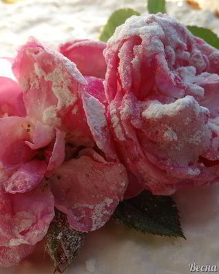 Торт-суфле Цветочное облако