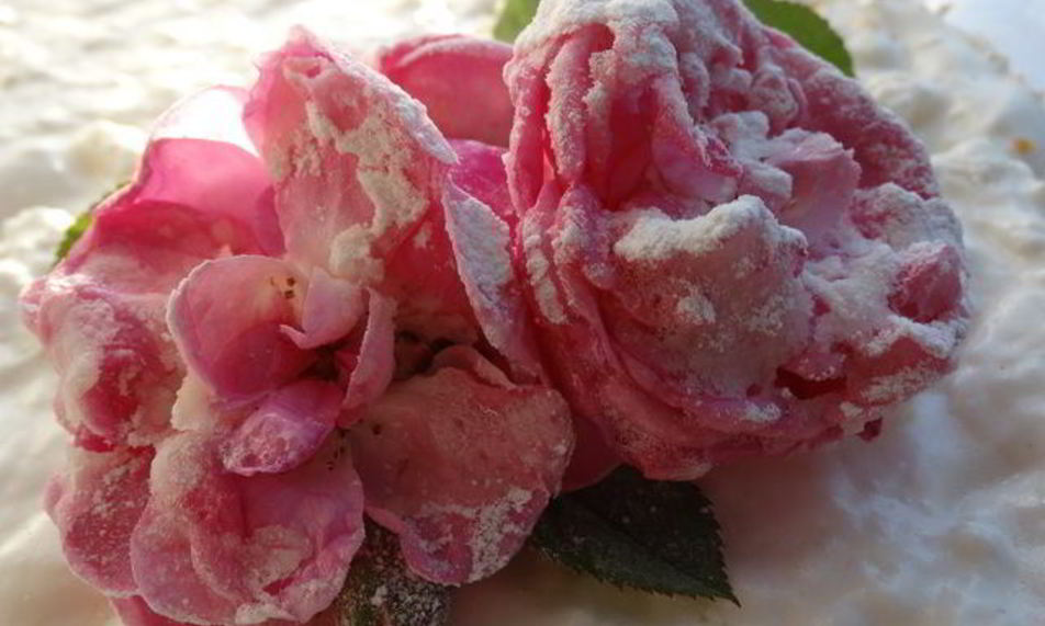 Рецепт торта-суфле цветочное облако