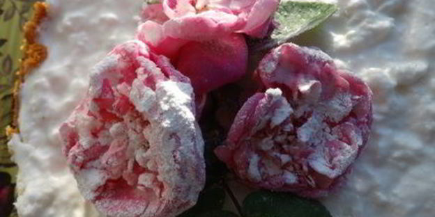 торт-суфле цветочное облако