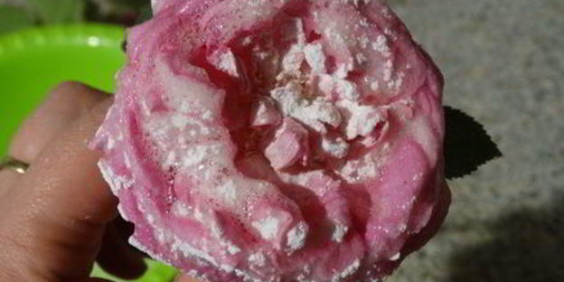 торт-суфле цветочное облако