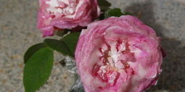 торт-суфле цветочное облако