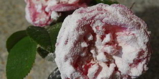 торт-суфле цветочное облако