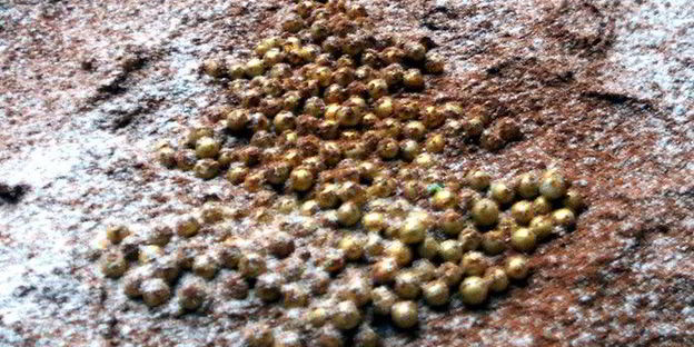 рождественский тирамису