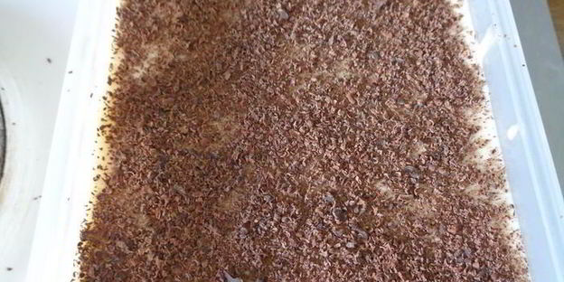 тирамису манго-шоколад