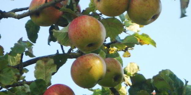 яблочно-мятное желе