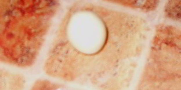 мастика из маршмеллоу и розы