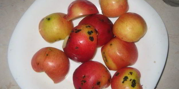 зефир по госту