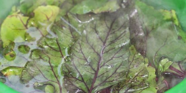 голубцы из свекольной ботвы с булгуром