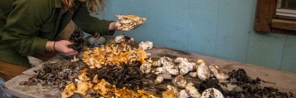 Грибы песочники