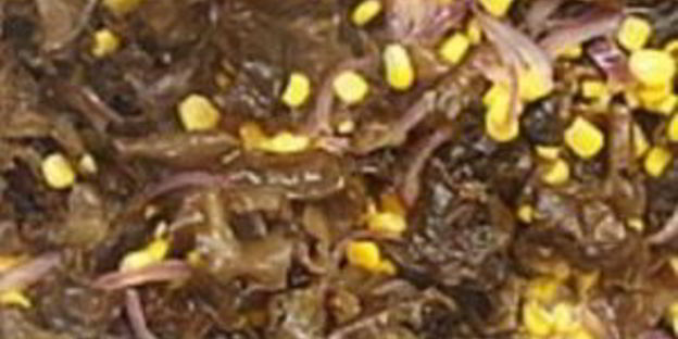 китайские древесные грибы муэр