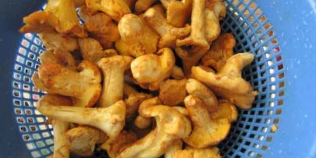 лисички жареные с картофелем