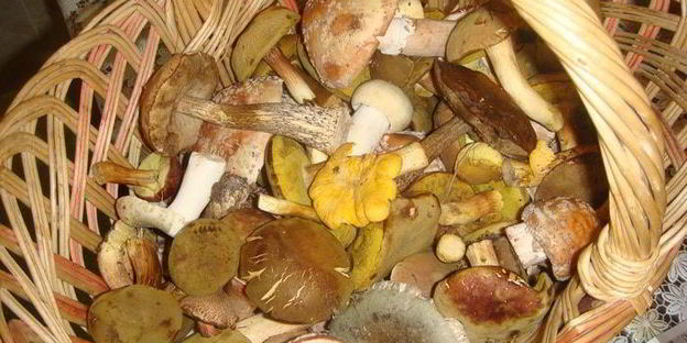 смажанка — грибы в сметане