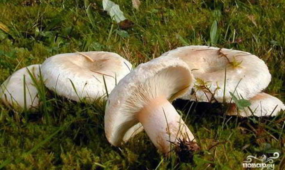 Рецепт тушеных волнушек