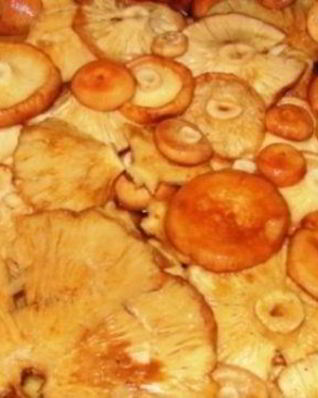 Волнушки жареные