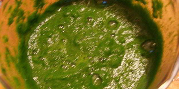 домашняя зеленая лазанья