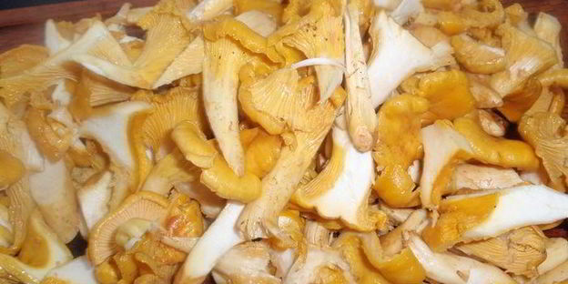 лазанья с лисичками и сельдереем