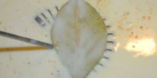 лазанья со шпинатом