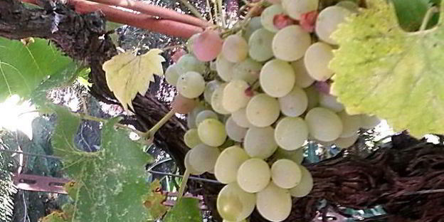 утка с пряным виноградом