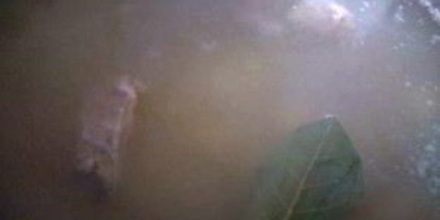 фасоль со щавелем