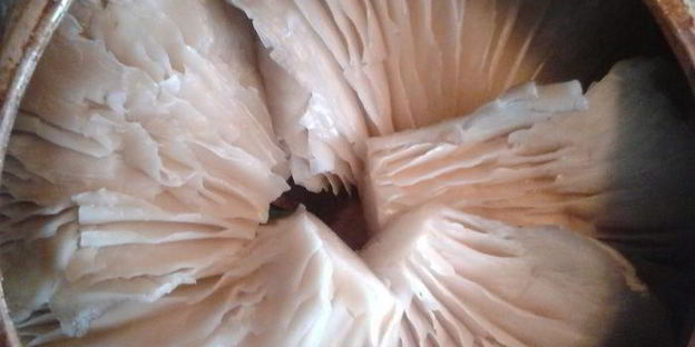 рагу из горшочка