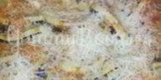 рататуй с пармезаном