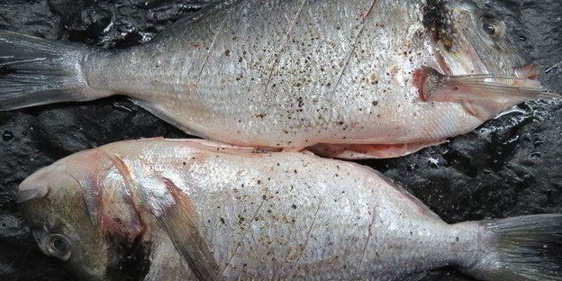 дорада на оливковом масле с базиликом, лаймом и чесноком