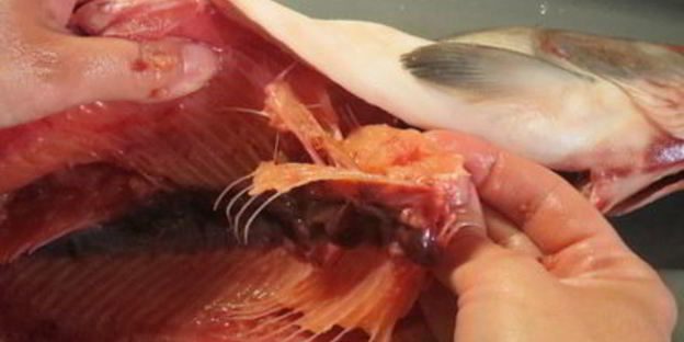 фаршированная горбуша