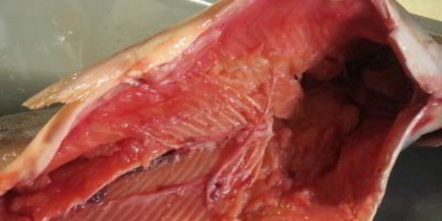 фаршированная горбуша