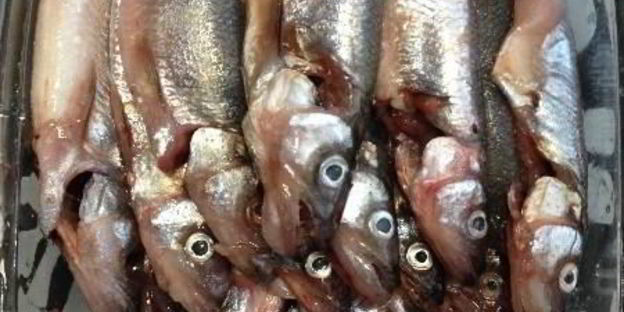 жареная корюшка