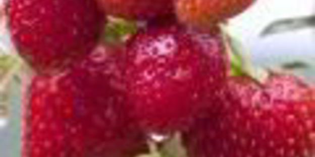 стейк паргит в соево-медовом соусе