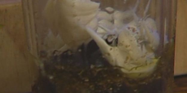 полента с оливками