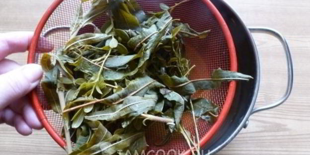 травяной чай таежный