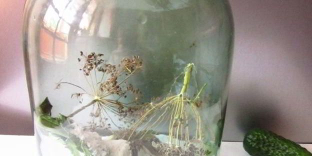 огурцы квашеные с водкой