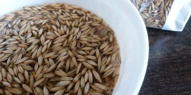 квас из овса летний