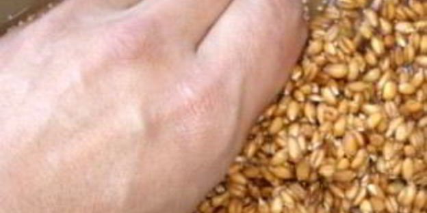 квас из пшеницы