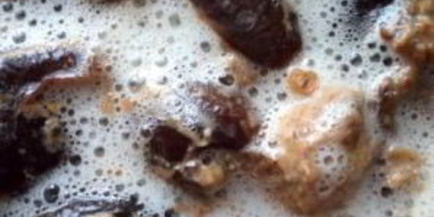 квас из пшеницы