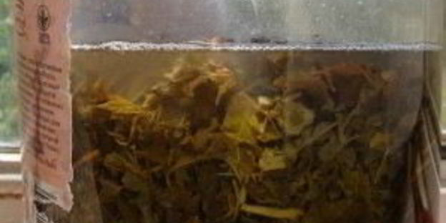 квас из виноградных листьев