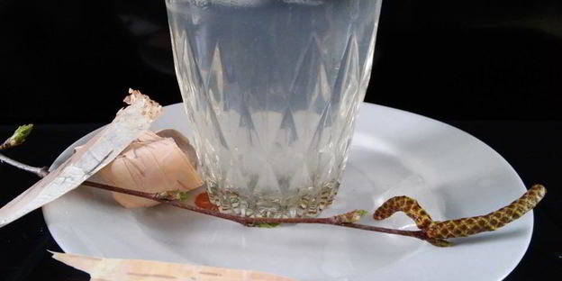 лимонад из березового сока