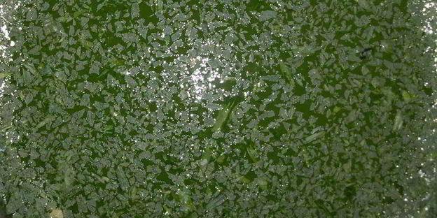 лимонад тархун