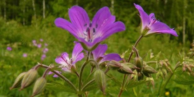 мангово-кокосовый смузи