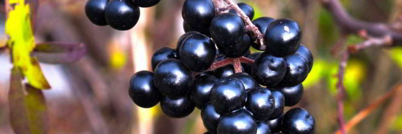 Вино из бузины