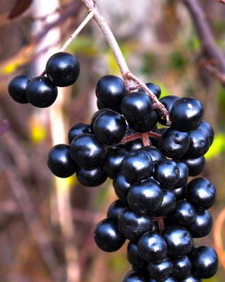 Вино из бузины