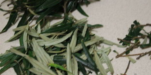 витаминный напиток из листьев облепихи с медом и мятой