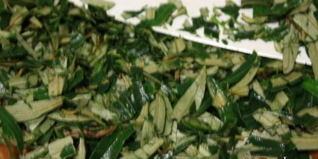 витаминный напиток из листьев облепихи с медом и мятой