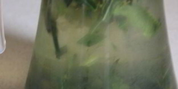 витаминный напиток из листьев облепихи с медом и мятой