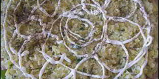 салат мимоза с тунцом